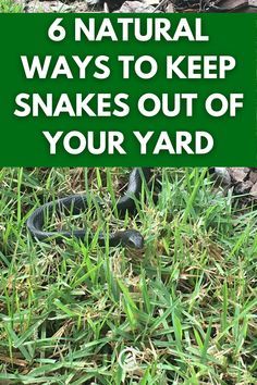 Plants To Deter Snakes, Repel Snakes In Yard, Getting Rid Of Snakes In Yard, Plants That Deter Snakes, Moth Balls For Snakes, Get Rid Of Snakes Around House, Best Snake Repellent, Snake Deterrent Plants, Snake Proof Yard