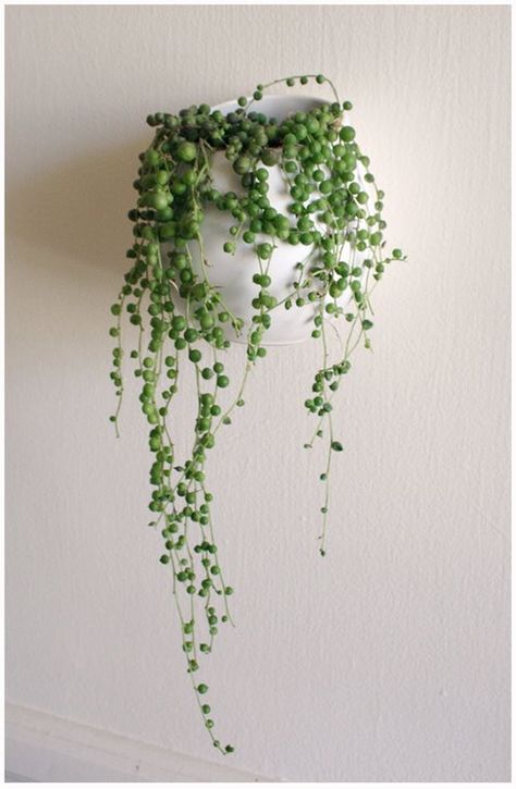 for kitchen String Of Pearls Plant, Plants Hanging, Ikea Wall, Decor Studio, Indoor Gardens, String Of Pearls, Cactus Y Suculentas, Deco Floral, Hanging Planter