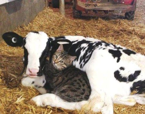 best❤•❦•:*´¨`*:•❦•❤friends Mercy For Animals, Animals Friendship, A Cow, A Barn, Amazing Animals, Sweet Animals, 귀여운 동물, Animals Friends, Crazy Cats