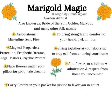 Marigold Spiritual Meaning, Marigold Uses Witch, Marigold Magic, Spell Jar Recipes, Witchy Plants, Plant Magick, Herbal Witch, Witchy Garden, Beginner Witch