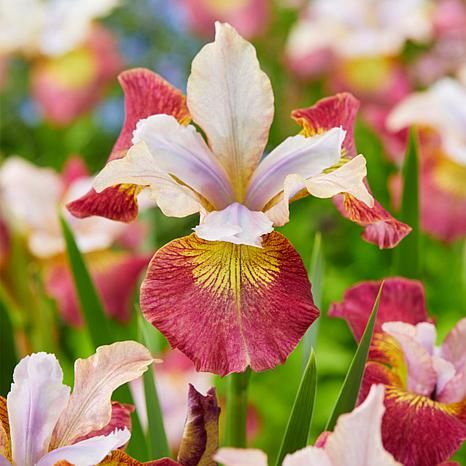 HSN Rush Plant, Iris Flowers Garden, Iris Sibirica, Van Zyverden, Maine Garden, Siberian Iris, Longfield Gardens, Slipper Orchid, Lady Slipper Orchid