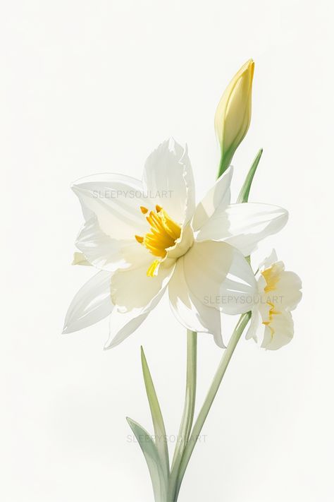 Daffodil Flower Aesthetic, Daffodil Aesthetic, Daffodils Aesthetic, Daffodil Birth Flower, Jonquil Flower, March Flower, March Flowers, March Birth Flower, Loose Watercolour