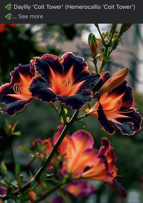 Fuchsia Flowers, Flora Flowers, Starting Seeds Indoors, Flowers Petals, Garden Greenhouse, Creative Gardening, Flower Therapy, Daylilies, Beautiful Flowers Pictures