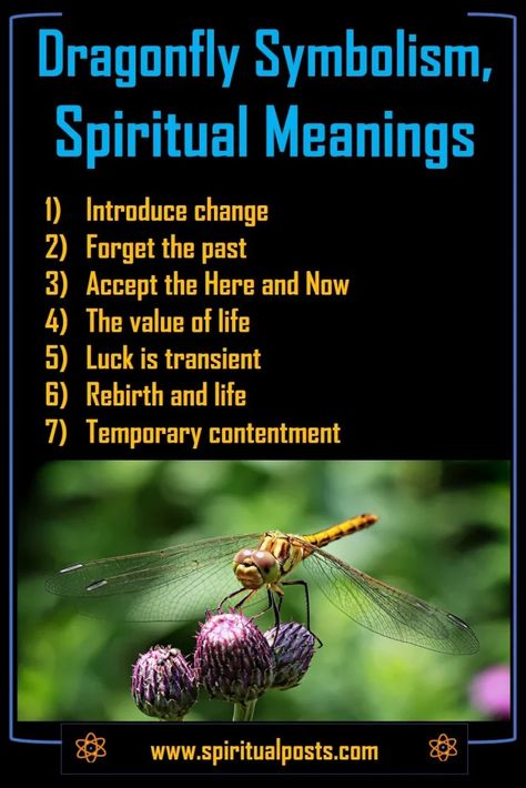 Dragonfly Spiritual Meanings & Symbolism: Different Colors 2 Dragon Fly Meaning, Fly Meaning, Dragonfly Meaning Spiritual, Dragonfly Spiritual, Dragonfly Meaning, Dragonfly Symbolism, Forgetting The Past, Dragon Fly, Spiritual Development