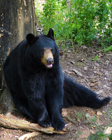 Black Bear Sitting, Female Elk, Asian Black Bear, Kermode Bear, Ghost Bear, American Black Bear, Bear Sitting, Spirit Bear, Brother Bear