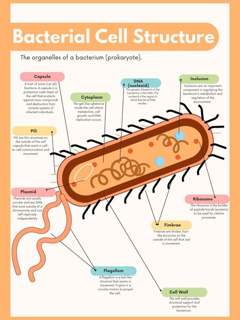 Cells Aesthetic, Bacteria Cell, Plant Cells, Prokaryotic Cell Diagram, Bacteria Diagram, Human Body Science Projects, Cell Diagram, Prokaryotic Cell, Medical Terminology Study