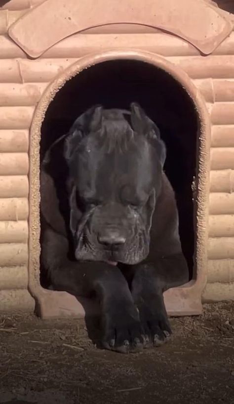 #trend #viral #foryou #kitty #beauty #fyp #fbyyy #funny #funnyvideos #beautiful #Dog #Dogs #pet #fbyシ Dogs Cane Corso, Chien Cane Corso, Pitbull Dog Breed, Mastiff Breeds, Bully Breeds Dogs, Big Dog Breeds, Cane Corso Dog, Corso Dog, Scary Dogs