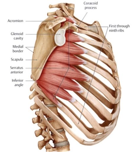 Winged Scapula, Rib Cage Anatomy, Serratus Anterior, Human Muscle Anatomy, Sports Massage Therapy, Body Muscles, Basic Anatomy And Physiology, Sketch Human, Human Body Anatomy