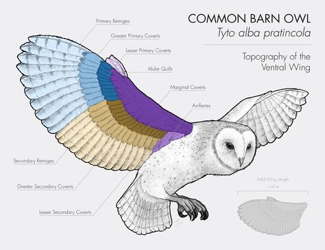 Owl Wings Drawing Reference, Bird Wings Anatomy, Owl Wings Drawing, Wings Anatomy, Owl Anatomy, Barn Owl Drawing, Wing Anatomy, Owl Facts, Owl Wings