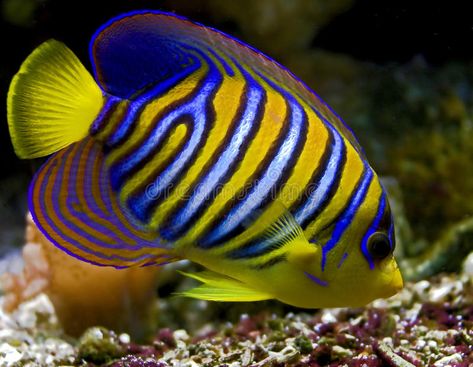 Royal Angelfish, Saltwater Fish Tanks, Creature Marine, Reef Fish, Salt Water Fish, Cool Fish, Saltwater Tank, Beautiful Sea Creatures, Saltwater Fish