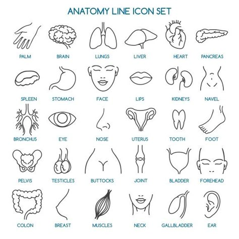 Biology Icon, Body Icons, Hospital Icon, Medical Drawings, Body Preschool, Baby Dress Diy, Medicine Notes, Basic Anatomy And Physiology, Human Icon