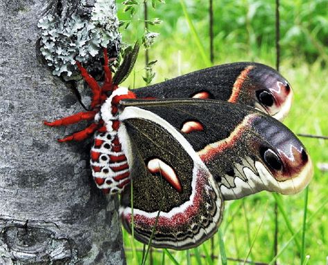 Giant Moth, Silk Moth, Cecropia Moth, Moth Species, Colorful Moths, Cute Moth, Foto Macro, Cool Insects, Moth Caterpillar