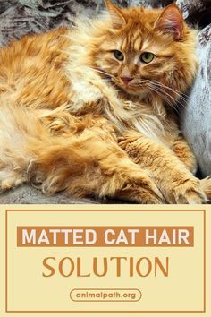 How To Get Mats Out Of Cat Hair, Dematting Cat Fur, Matted Cat Fur Removal, Long Hair Cats Grooming Styles, Cat Grooming Tips, Cat Haircut Ideas, Matted Cat Fur, Cat Grooming Styles, Cat Skin Problems