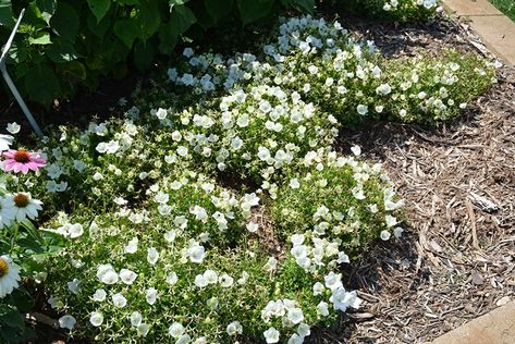 Click to view a full-size photo of Rapido White Bellflower (Campanula carpatica 'Rapido White') at Stauffers Of Kissel Hill White Bellflower, Garden Border Edging, Harrisburg Pennsylvania, Alpine Garden, Full Size Photo, Garden Services, Outdoor Pots, Herbaceous Perennials, White Garden