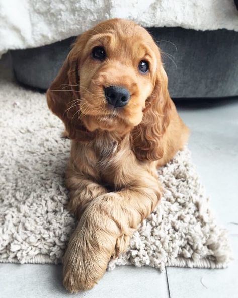 Mini Cocker Spaniel Mini Cocker Spaniel, Golden Cocker Spaniel Puppies, Miniature Cocker Spaniel, Animal Whisperer, English Cocker Spaniel Puppies, Miniature Dog Breeds, Golden Cocker, Golden Cocker Spaniel, Tiny Dog