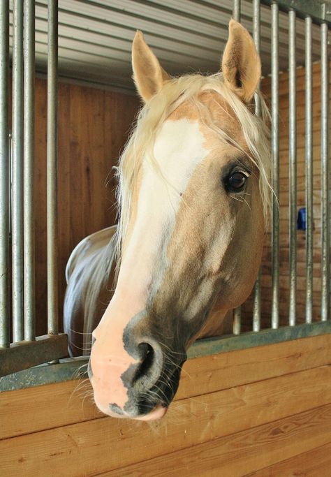 Pretty Horse Coats, Light Palomino Horse, Palomino Horse Aesthetic, Palomino Paint Horse, Palomino Arabian, Palomino Thoroughbred, Cavalo Palomino, Horses Palomino, Blonde Horse