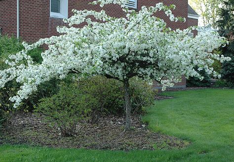 plant habit, flowering - sergeant crabapple southeast side front corner of house Flowering Crabapple Tree, Small Ornamental Trees, Flowering Crabapple, Horse Chestnut Trees, Landscape Nursery, Early Spring Flowers, Street Trees, Crabapple Tree, Tree Nursery