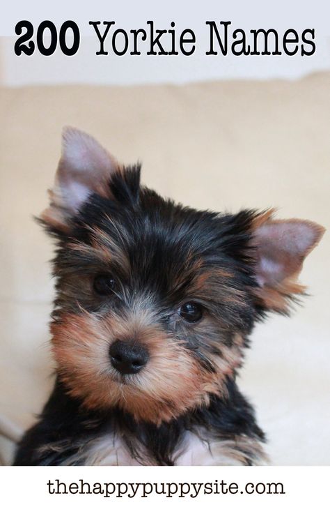 Yorkie Names - 200 Amazing Ideas For Naming Yorkshire Terriers Puppies Names Female, Yorkie Names, Dog Names Unique, Boy Dog Names, Girl Dog Names, Cute Names For Dogs, Teacup Yorkie Puppy, Yorkie Terrier, Teacup Yorkie