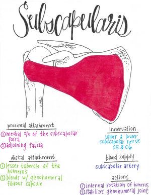 Muscle Chart, Muscular Anatomy, Muscular System Anatomy, Anatomy 101, Physical Therapy School, Visual Learner, Physical Therapy Assistant, Gross Anatomy, Muscular System