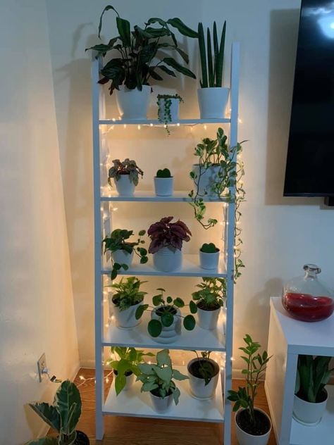 Plant Themed Apartment, Bookcase Plants, Indoor Plant Wall, India Home Decor, Green Interior Design, Hanging Plant Wall, Plants Wall, Cute Diy Room Decor, Homburg