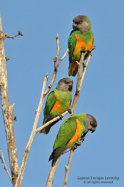 Senegal Parrots in the wild. As a mom of a Senegal Parrot "fid" (feathered kid), these parrots have a special place in my heart. Parrots Talking, Parrot Pictures, Adansonia Digitata, Senegal Parrot, Cute Parrot, Conure Parrots, Amazon Parrot, Tattoo Animal, Birds Parrots