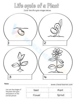 Get to know the life circle of a plant with this worksheet right now! #Grade-2 #Grade-3 #Grade-4 #Grade-5 Life Cycle Of A Plant Worksheet, Plant Worksheet, Life Cycle Worksheet, Plant Life Cycle Worksheet, Plants Worksheets, Life Circle, 4 Grade, Plant Life Cycle, Grade 4