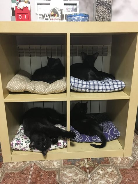 Cat Bunk Beds, Cat Tower Tree, Tree House Bed, Outdoor Cat Shelter, Cat Tree House, Cat Wall Furniture, Cat House Diy, Cats Diy Projects, Dog Pen