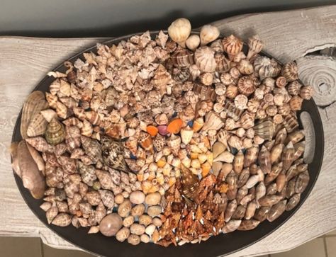 When is the Best Time to Find Seashells in Florida? Shelling Tips Seashell Identification, Caladesi Island State Park, Marco Island Beach, Beach Souvenirs, Types Of Shells, Shell Island, Marco Island Florida, Crab Shells, Bus Living