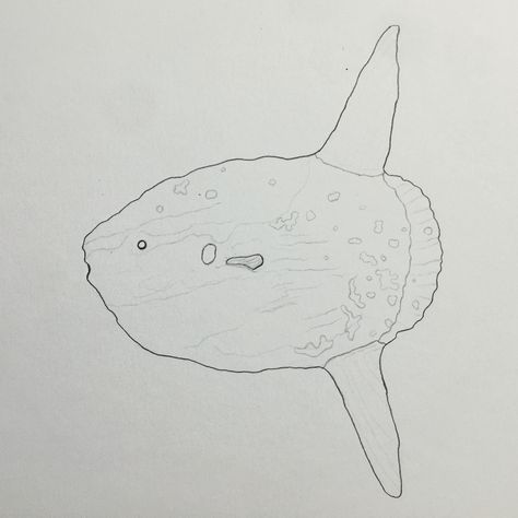 Sunfish Drawing, Sunfish Tattoo, Ocean Sunfish, Mola Mola, Tattoo Outline, Sketchbook Art, Ocean Creatures, Sketchbook Art Inspiration, New Hobbies