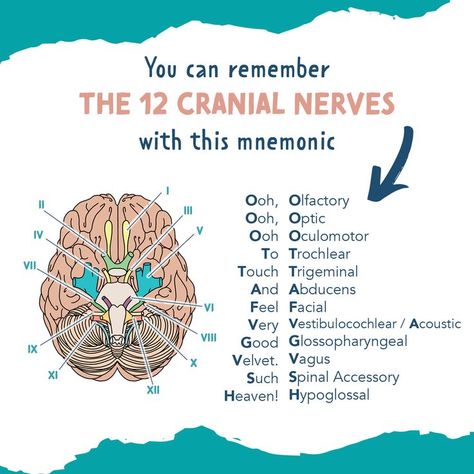 Cranial Nerves - Nursing Notes Cna Study Guide, Complete Nursing School Bundle, Nursing School Bundle, Nursing Labs, Cranial Nerves Mnemonic, Paramedic School, Notes Digital, Nclex Study, Nursing School Motivation