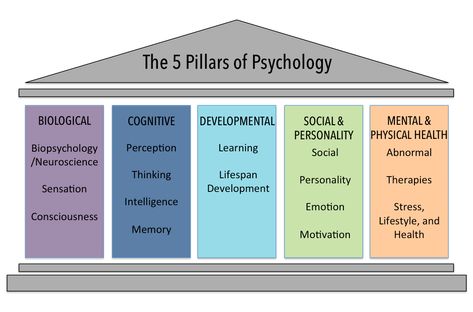 Image of five pillars, showing the biological, cognitive, developmental, social and personality, and mental and physical health. Intro To Psychology, Cognitive Domain, Introduction To Psychology, Learning Psychology, Psychology Careers, Ap Psychology, Psychology Notes, Abnormal Psychology, Psychology Studies