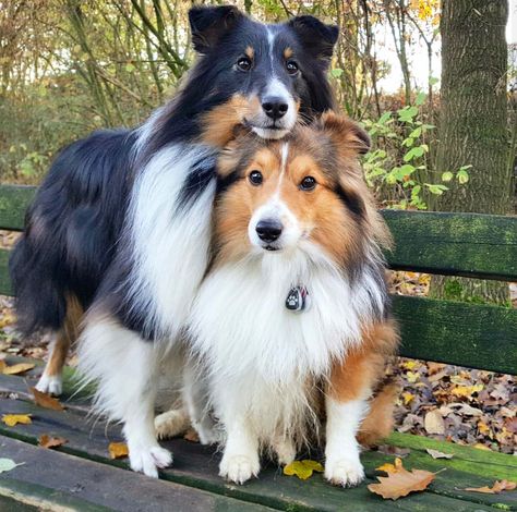 Sheltie Puppy, Sheltie Dogs, Shetland Sheep, Very Cute Puppies, Rough Collie, Shetland Sheepdog, Cute Little Animals, Beautiful Dogs, Dog Pictures