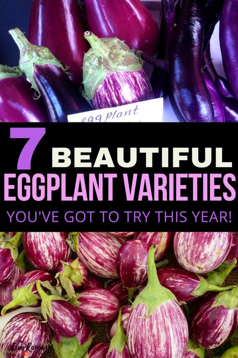 Growing Eggplant, Eggplant Varieties, Backyard Vegetable Garden, Garden Ideas Vegetable, Cold Frames, Vegetable Gardening Ideas, Vegetable Garden Tips, Vegetable Garden Raised Beds, Vegetable Garden Ideas