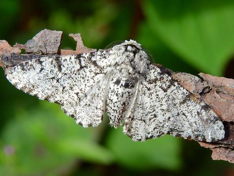 Apologetics Press, Peppered Moth, God Exists, Brown Photo, Theory Of Evolution, New Scientist, Northern England, Natural Selection, Oc Ideas