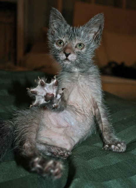 Werewolf Cat, Lykoi Cat, Rare Cats, Gorgeous Cats, Cat Tags, Domestic Shorthair, Domestic Cat, Sphynx, Beautiful Cats