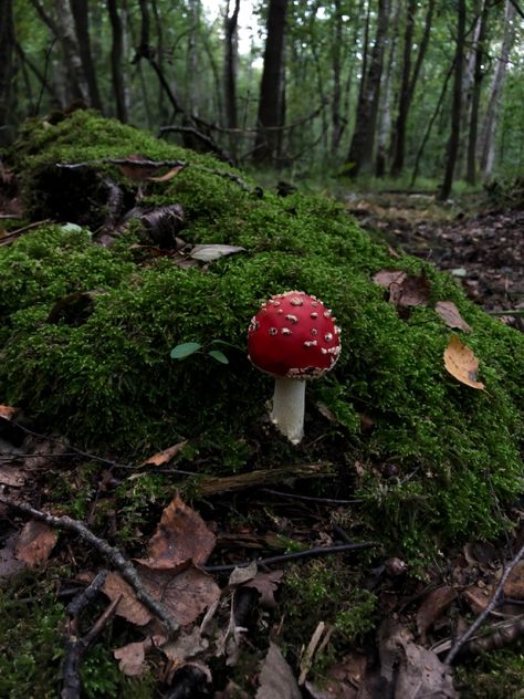 Mushroom Picking Aesthetic, Mushrooms Aesthetic, Fly Amanita, Fall Mushrooms, Mushroom Picking, Mushroom People, Mushroom Core, Fly Agaric Mushroom, Forest Fall