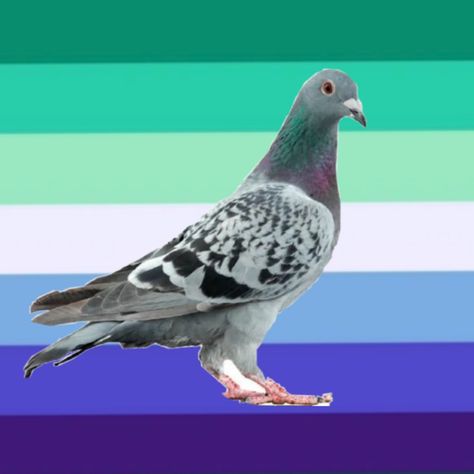 gay mlm nwlnw profile picture with pigeon Mlm Pfp Flag, Pigeon Pfp, Gay Profile Pictures, Mlm Matching Pfps, Gay Mlm Flag, Mlm Pfp, Boy Profile Picture, Mlm Aesthetic, Mlm Flag