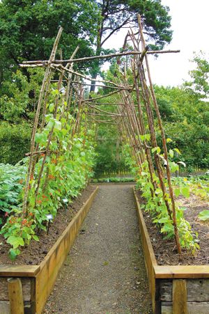 Vegetable Garden Layouts, Homemade Trellis, Garden Layouts, Garden Layout Vegetable, Starting A Vegetable Garden, Plants Growing, Veg Garden, Vegetable Garden Design, Garden Trellis