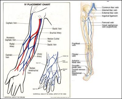 35 IV Therapy Tips & Tricks for Nurses | NurseBuff Iv Placement, Iv Start, Nursing Iv, Iv Insertion, Iv Line, Nursing Information, Nursing Fun, Nursing Board, Nursing Life