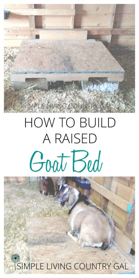 A raised goat bed doesn't need to be fancy and this one definitely isn't. But it is cheap!  via @SLcountrygal Goat Playground, Goat Toys, Keeping Goats, Pygmy Goats, Goat Shed, Livestock Shelter, Goat Shelter, Goat Pen, Small Goat