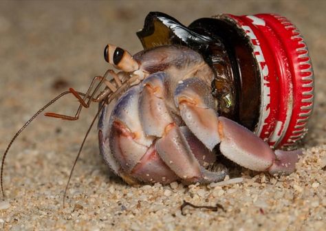 Hermit Crabs Are Using Trash as Shells Across the World, Scientists Find | Smart News| Smithsonian Magazine Crab Species, Ryukyu Islands, Hermit Crabs, Snail Shell, Marine Environment, Hermit Crab, Plastic Pollution, Crustaceans, Bottle Caps