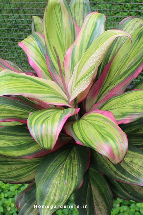 Polynesian Bedroom, Cordyline Plants, Hawaiian Ti Plant, Cordyline Fruticosa, Big Indoor Plants, Pool Plants, Ti Plant, Hawaiian Plants, Snake Plant Care