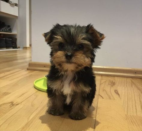 Dog Yorkshire Terrier, Cute Dogs Yorkies, Baby Yorkie Puppies, Cute Yorkie Puppies, Yorkie Terrier Puppy, Teacup Terrier, Yorkshire Puppy, Dogs Yorkie, Yorkies Puppies