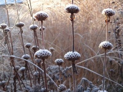 Phlomis russeliana in winter Phlomis Tuberosa, Organic Inspiration, Dutch Gardens, Zen Garden Design, Planting Design, James Alexander, Potager Garden, Winter Plants, Pink Plant