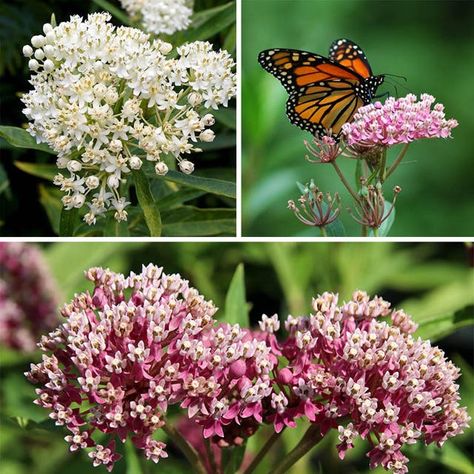 Tall Perennials, Mountain Hideaway, Garden Stream, Asclepias Incarnata, Stream Bed, High Country Gardens, Milkweed Plant, Swamp Milkweed, Asclepias Tuberosa