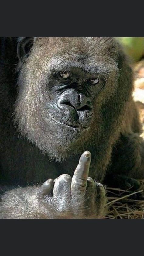 Big Gorilla, Monkey Smiling, Funny Monkey Pictures, Gorilla Gorilla, Bahasa China, Angry Animals, Animal Humour, Monkey Pictures, Monkeys Funny