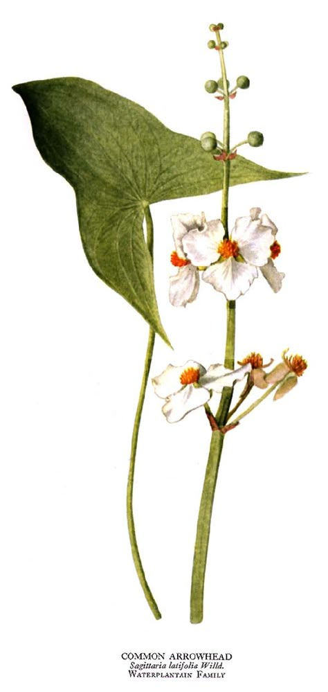 Sagittaria latifolia, otherwise known as Water potato or Katniss Katniss Plant Tattoo, Katniss Flower Tattoo, Arrowhead Plant Tattoo, Katniss Tattoo, Katniss Flower, Katniss Plant, Katniss Aesthetic, Sagittaria Latifolia, Bio Illustration