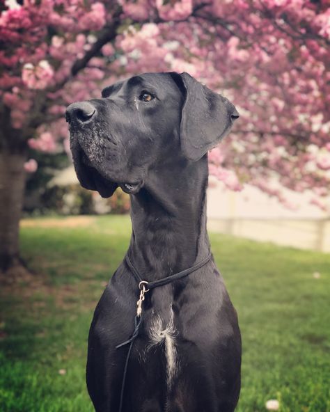 Spring is finally here!!! My handsome Great Dane out of Massey Great Danes.  Best dog in the world.   #greatdane #bigdogs #springisfinallyhere #giantbreed #greatdanes #giantdog #cherryblossom #cherryblossomtree #bluegreatdane Funny Great Danes, Great Dane Black, Black Great Dane, Great Dane Funny, Cute Dog Costumes, Pet Anime, Black Great Danes, Blue Great Danes, Dane Puppies