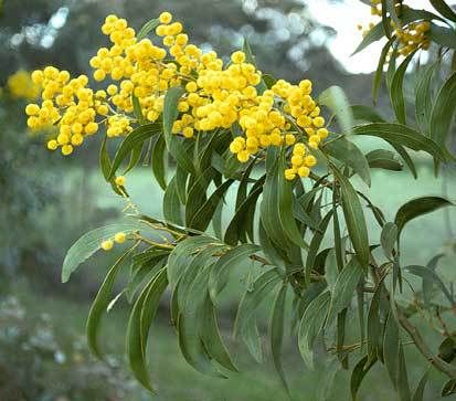 Acacia pycnantha Wattle Tree, Acacia Baileyana, Clematis Paniculata, African Iris, Common Garden Plants, Judas Tree, Persian Silk Tree, Golden Wattle, Monterey Cypress