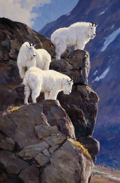 High Point - Mountain Goats - Ken Carlson: Animals Wallpaper Aesthetic, Cute Animals Wallpaper, Goat Paintings, Mountain Goats, Wildlife Paintings, Wild Creatures, Mountain Goat, Wildlife Artists, September 17